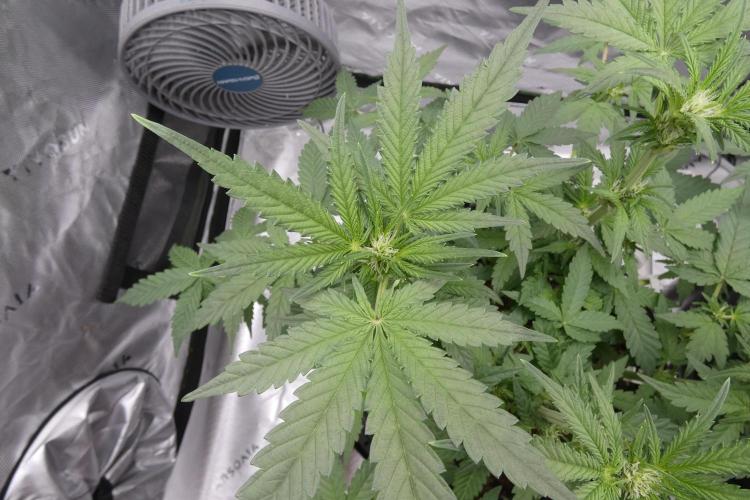Crush Kush - QCS. Week 7