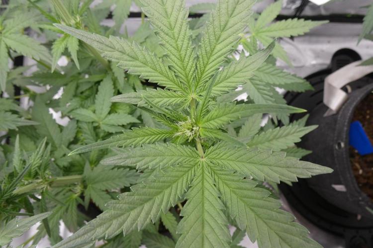 Crush Kush - QCS. Week 7