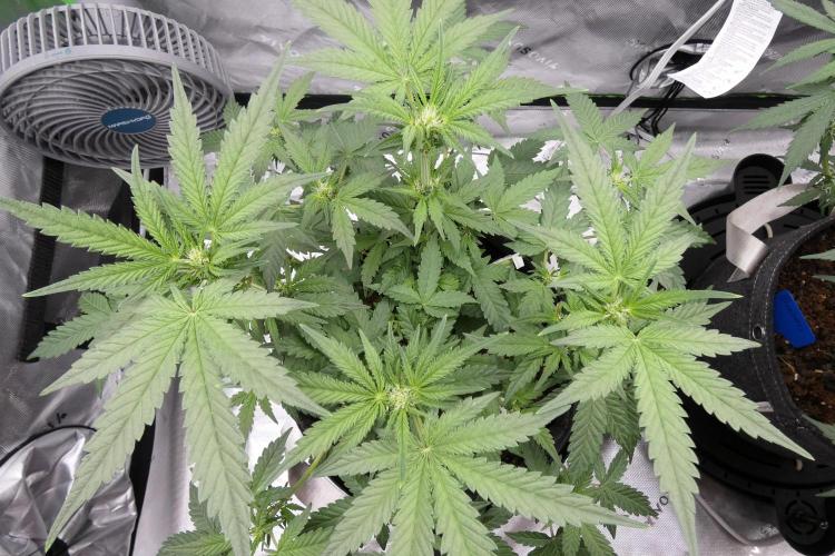 Crush Kush - QCS. Week 7