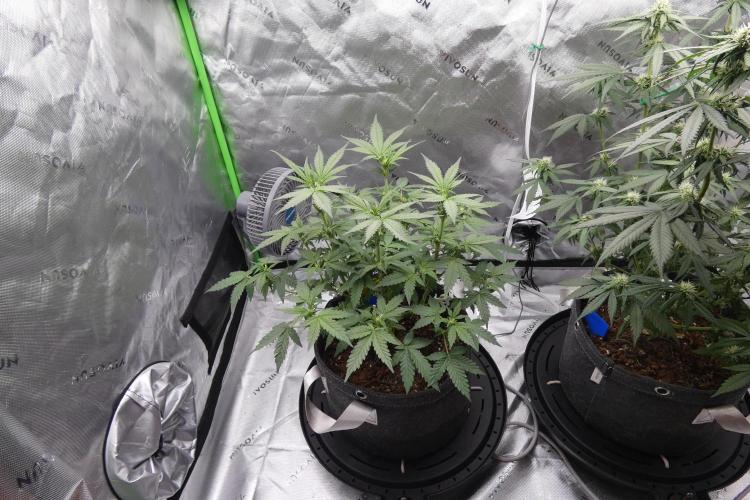 Crush Kush - QCS. Week 7