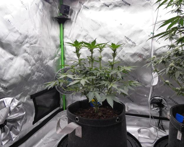 Crush Kush - QCS. Week 7