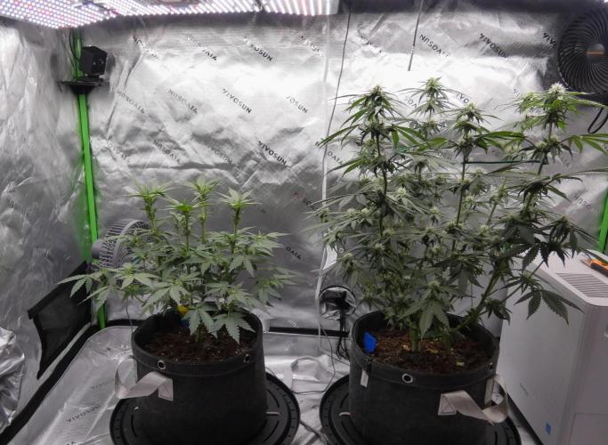 Crush Kush - QCS. Week 7