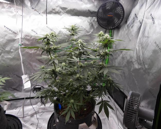 Blueberry - QCS. Week 8