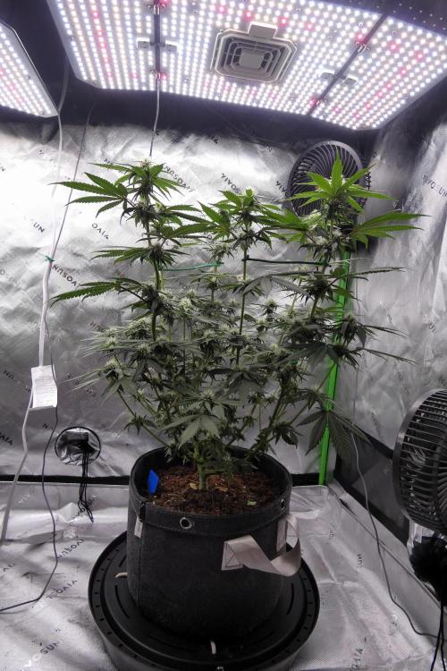 Blueberry - QCS. Week 8