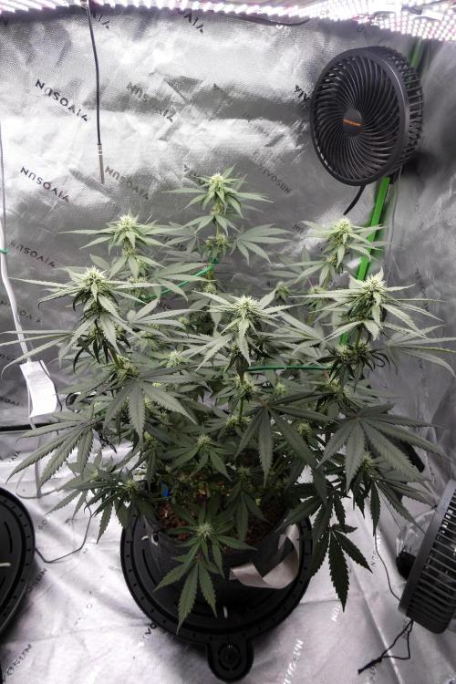 Blueberry - QCS. Week 8