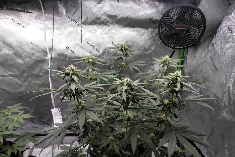 Blueberry - QCS. Week 8