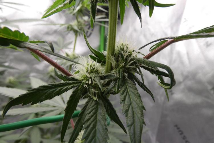 Blueberry - QCS. Week 8