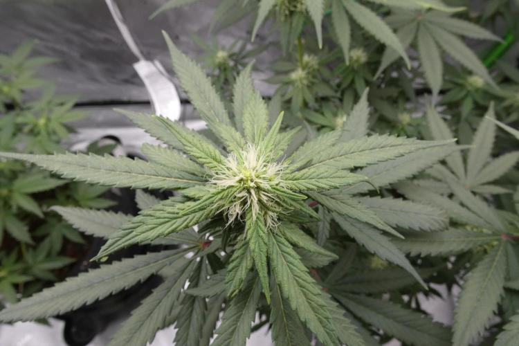 Blueberry - QCS. Week 8