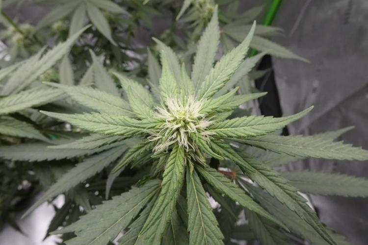 Blueberry - QCS. Week 8