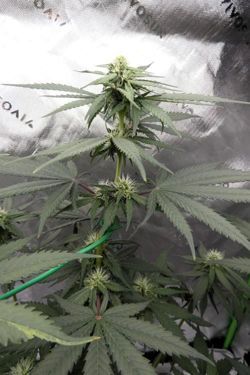 Blueberry - QCS. Week 8