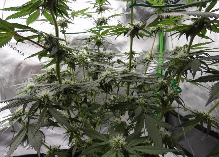 Blueberry - QCS. Week 8