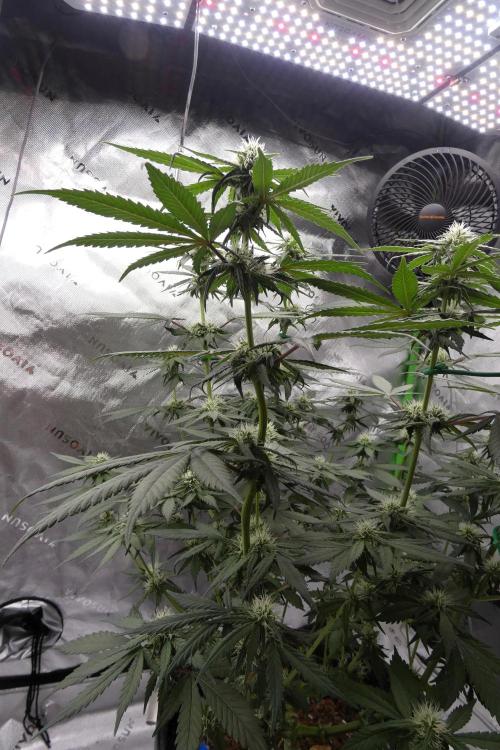 Blueberry - QCS. Week 8