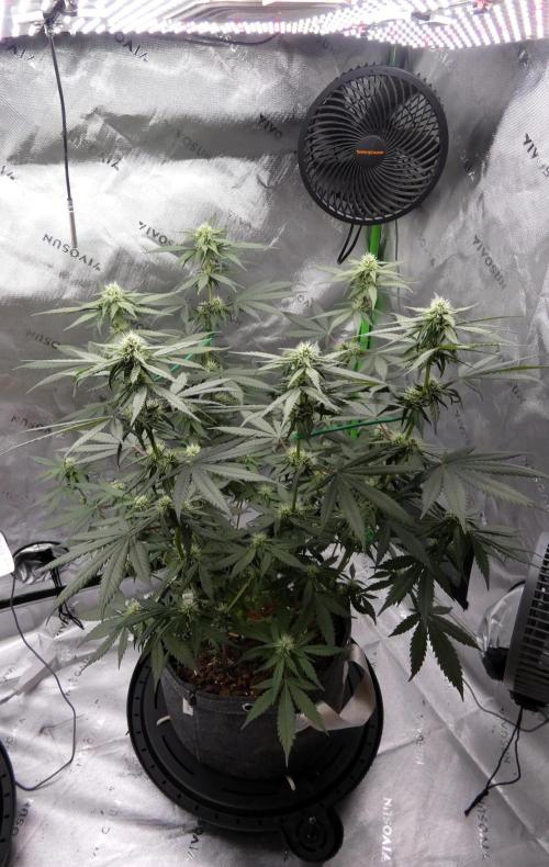 Blueberry - QCS. Week 8