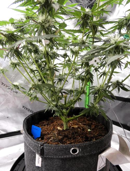 Blueberry - QCS. Week 8
