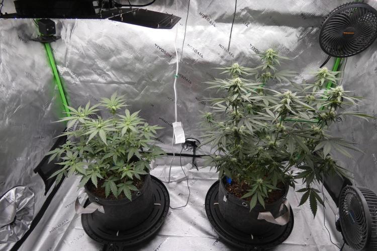 Blueberry - QCS. Week 8