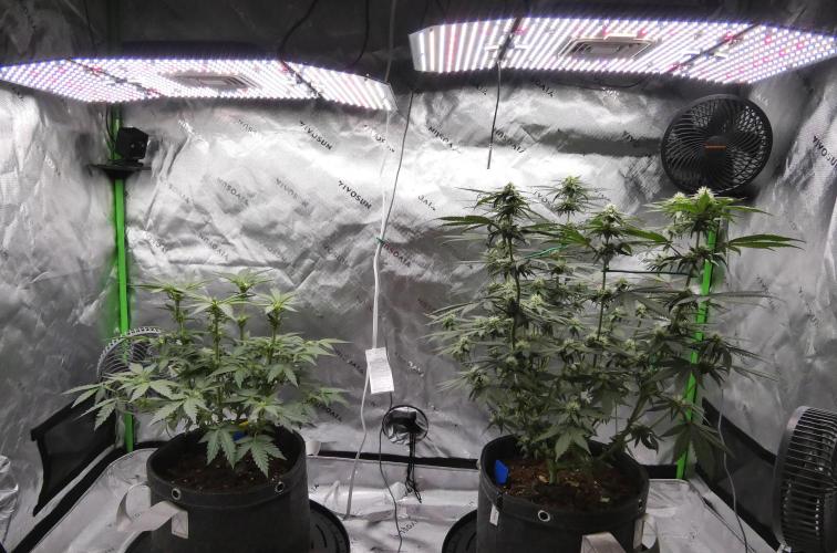 Blueberry - QCS. Week 8