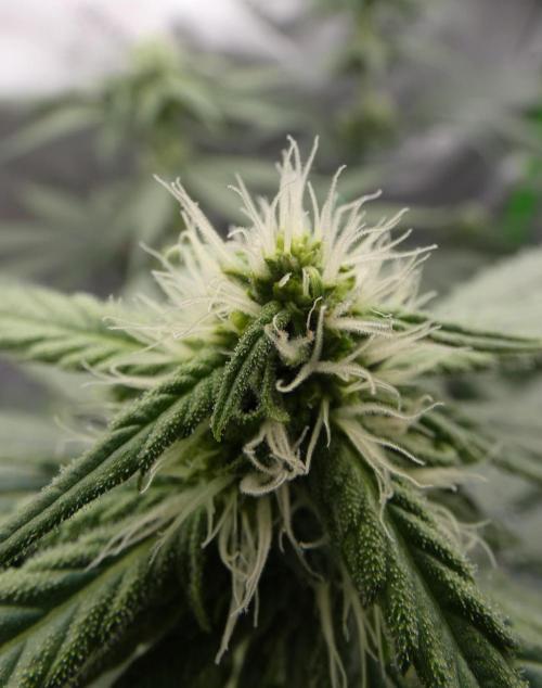 Blueberry - QCS. Week 8