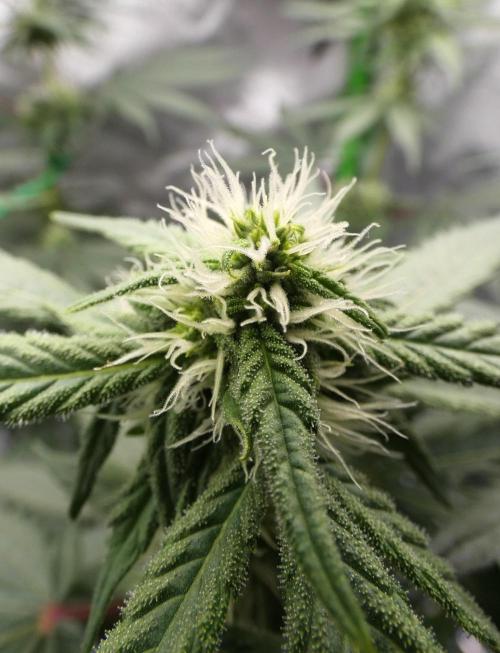 Blueberry - QCS. Week 8