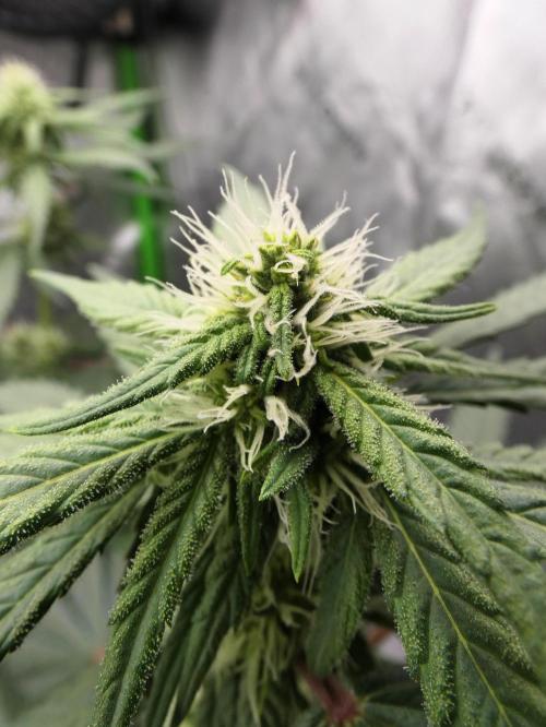 Blueberry - QCS. Week 8