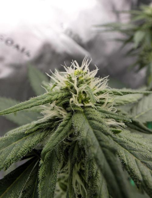 Blueberry - QCS. Week 8