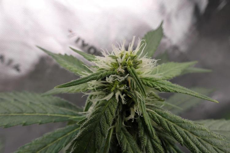 Blueberry - QCS. Week 8