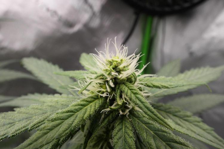 Blueberry. Week 8