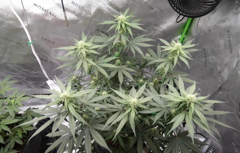 Blueberry - QCS. Week 8