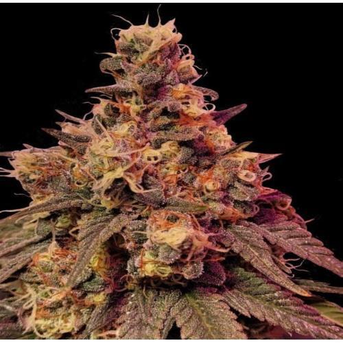 Crush Kush - QCS. Week 0