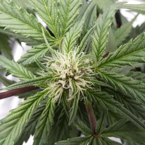 Crush Kush - QCS. Week 8