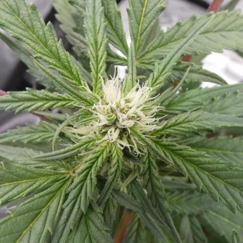 Crush Kush - QCS. Week 8