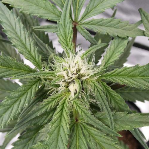 Crush Kush - QCS. Week 8