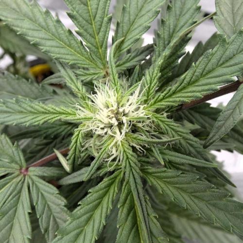 Crush Kush - QCS. Week 8