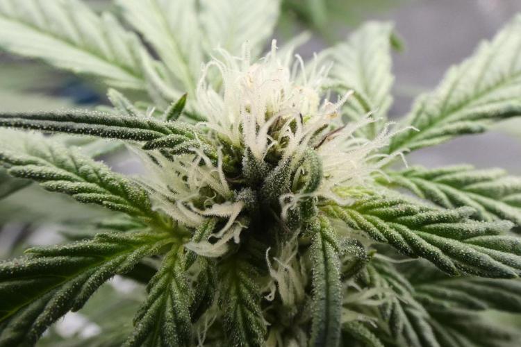 Crush Kush - QCS. Week 8
