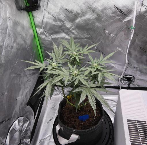 Crush Kush - QCS. Week 8