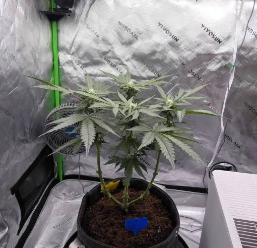 Crush Kush - QCS. Week 8