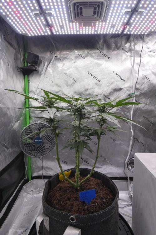 Crush Kush - QCS. Week 8
