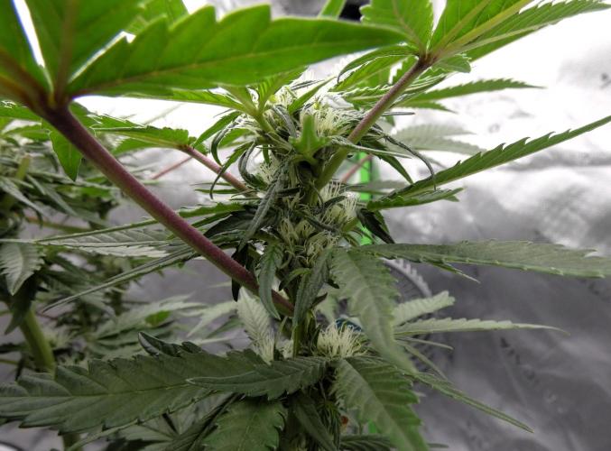 Crush Kush - QCS. Week 8