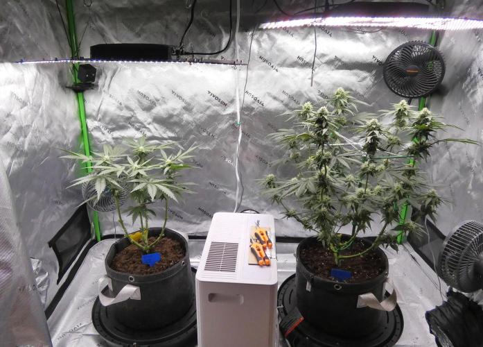 Crush Kush - QCS. Week 8