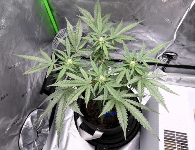 Crush Kush - QCS. Week 8