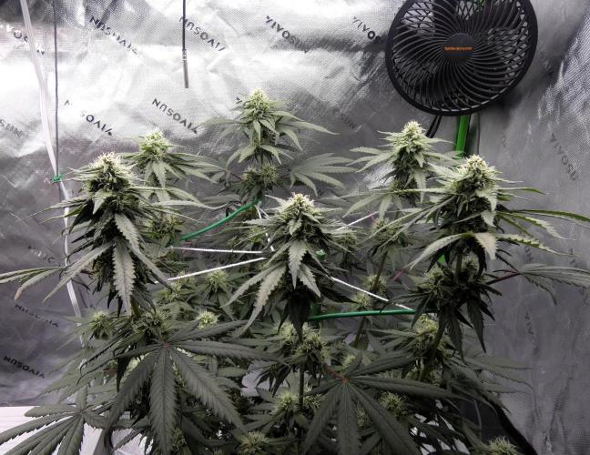 Blueberry - QCS. Week 9