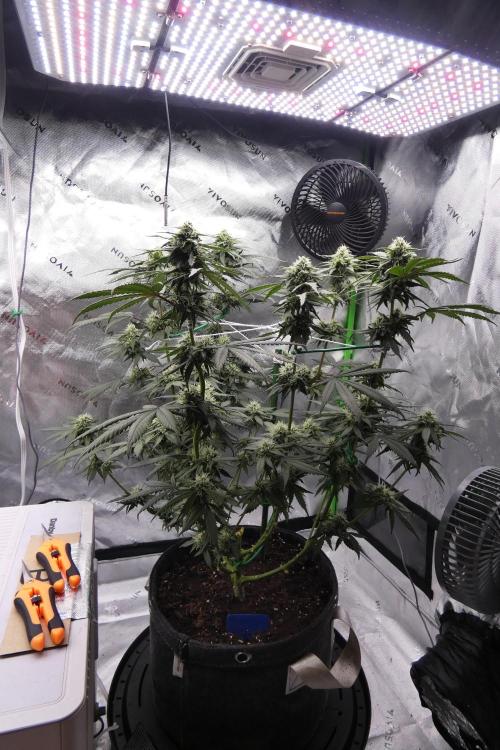 Blueberry - QCS. Week 9