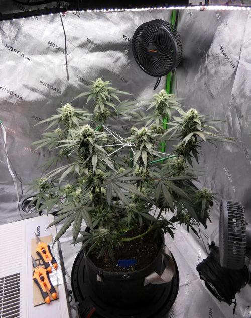 Blueberry - QCS. Week 9