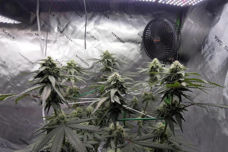 Blueberry - QCS. Week 9
