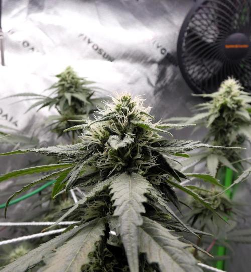 Blueberry - QCS. Week 9