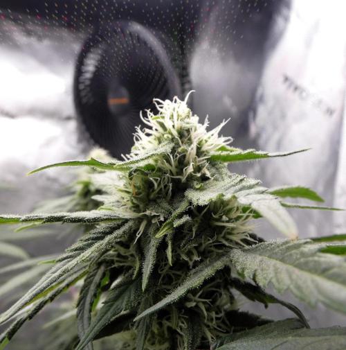 Blueberry - QCS. Week 9