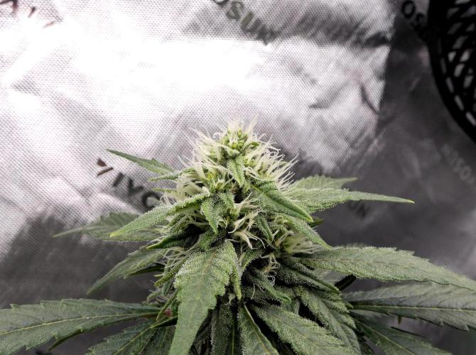 Blueberry - QCS. Week 9