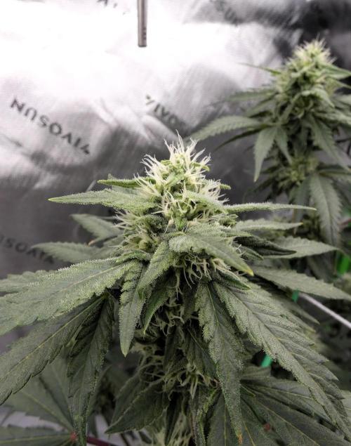 Blueberry - QCS. Week 9