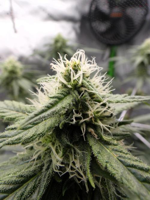 Blueberry - QCS. Week 9