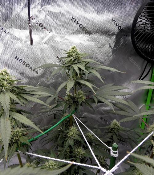 Blueberry - QCS. Week 9