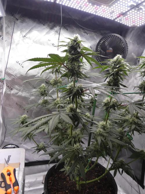 Blueberry - QCS. Week 9